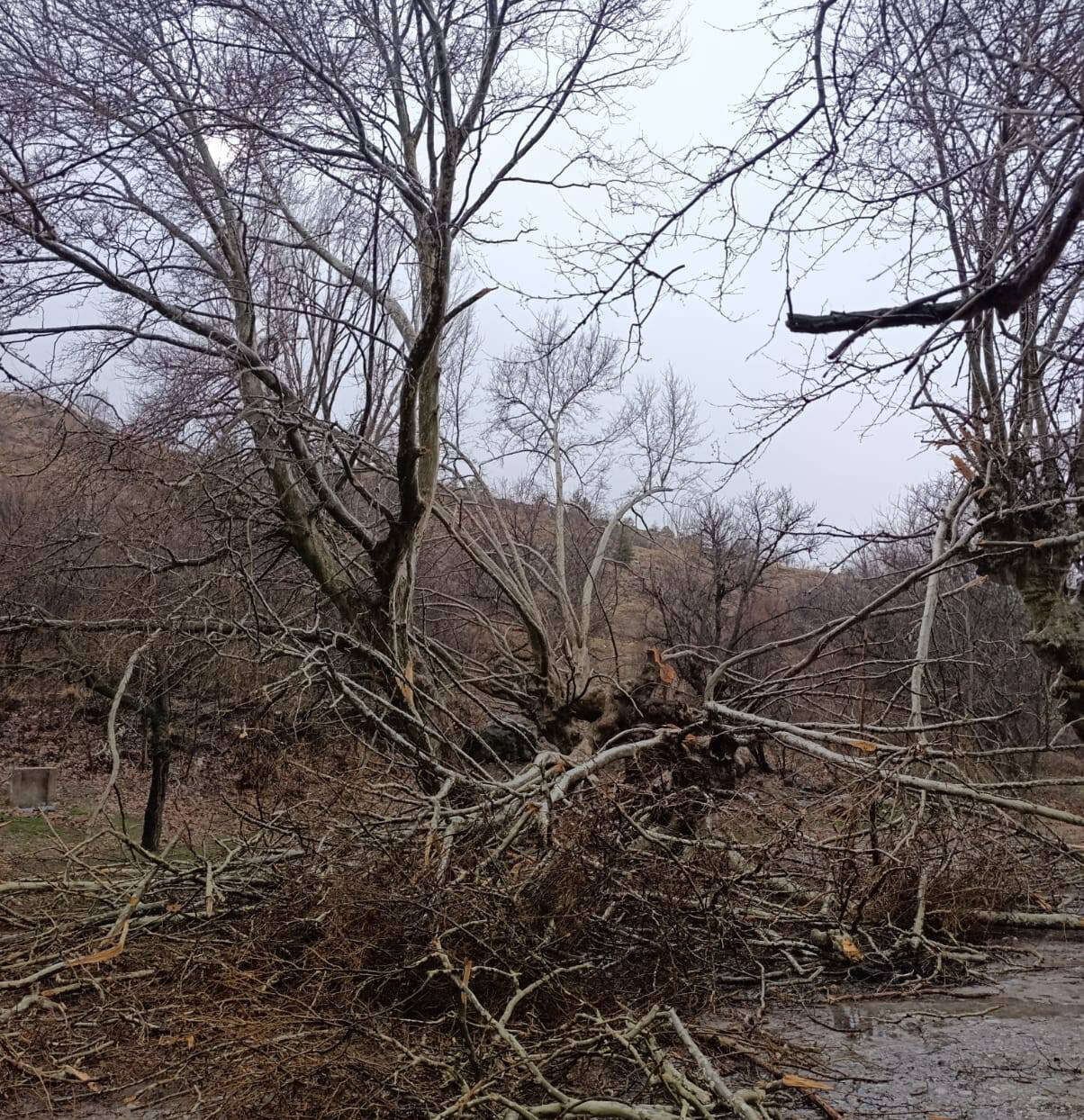 Konya’da 500 yıllık çınar ağacı rüzgara dayanamadı 7